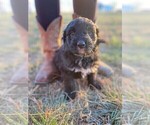 Small Photo #11 Bernedoodle Puppy For Sale in CONNERSVILLE, IN, USA