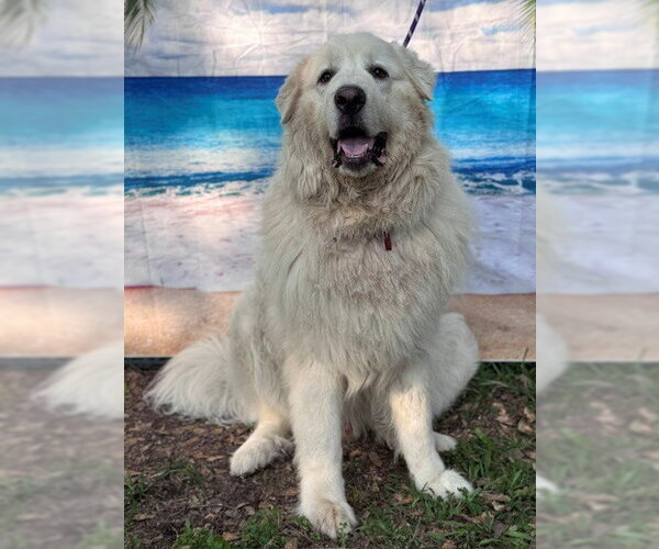 Medium Photo #9 Great Pyrenees Puppy For Sale in Spring, TX, USA