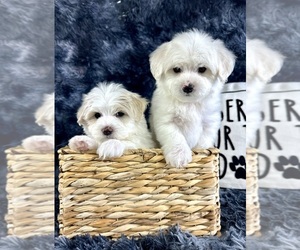 Maltipoo Puppy for sale in GREENFIELD, IN, USA