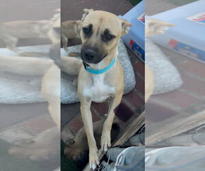 Boxer-Unknown Mix Dogs for adoption in San Diego , CA, USA