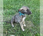 Puppy Pegasus Irish Wolfhound