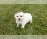 Small Photo #1 Bichon Frise Puppy For Sale in WOLCOTTVILLE, IN, USA
