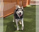 Small Siberian Husky Mix