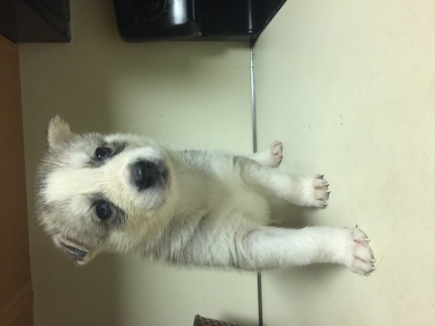 Medium Photo #1 Siberian Husky Puppy For Sale in WATERBURY, CT, USA