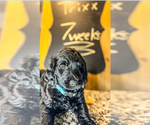 Puppy Trixx Poodle (Standard)