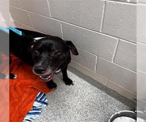 Labrador Retriever-Unknown Mix Dogs for adoption in Naples, FL, USA