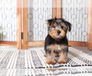 Yorkshire Terrier Puppy for sale in NAPLES, FL, USA