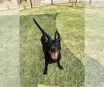 HICKORY - Male German Shepherd Dog-Unknown Mix Dog for Adoption - Small photo