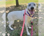 Small #6 Labrador Retriever Mix