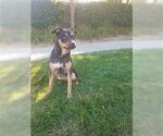 Small #2 Rottweiler Mix