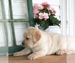 Small #1 Labrador Retriever