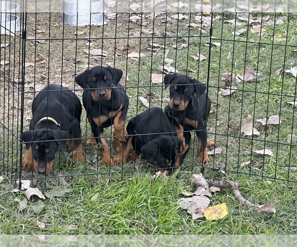 Medium Photo #7 Doberman Pinscher Puppy For Sale in QUINLAN, TX, USA