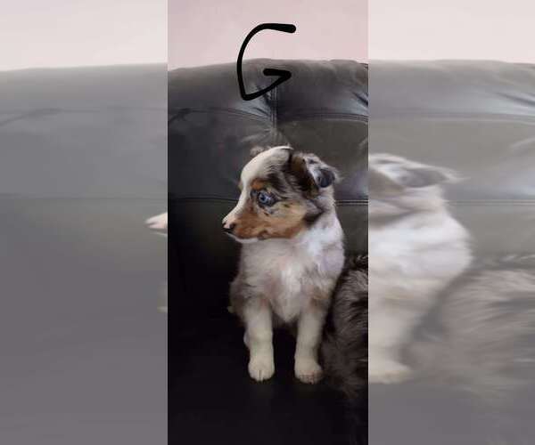 Medium Photo #2 Miniature Australian Shepherd Puppy For Sale in FORT COLLINS, CO, USA