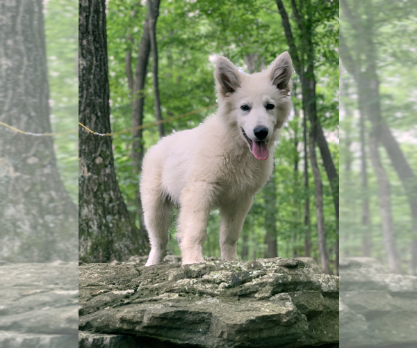 Medium Photo #52 German Shepherd Dog Puppy For Sale in WASHINGTON, NJ, USA