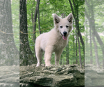 Small Photo #52 German Shepherd Dog Puppy For Sale in WASHINGTON, NJ, USA