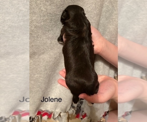 Medium Photo #93 Shih Apso Puppy For Sale in SCOTTSDALE, AZ, USA