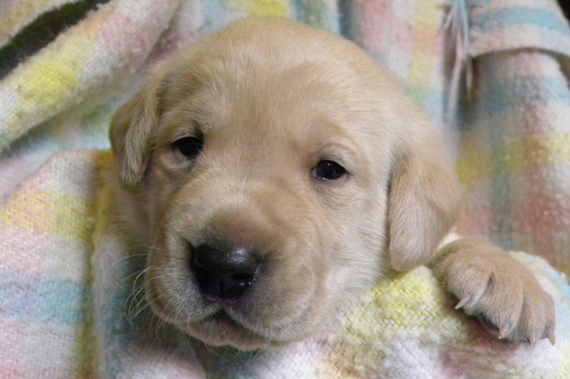 Medium Photo #1 Labrador Retriever Puppy For Sale in SACRED HEART, MN, USA