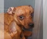 Small Chihuahua Mix