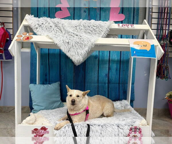 Medium Photo #7 Mutt Puppy For Sale in San Leon, TX, USA