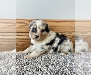 Australian Shepherd Puppy for sale in LODA, IL, USA