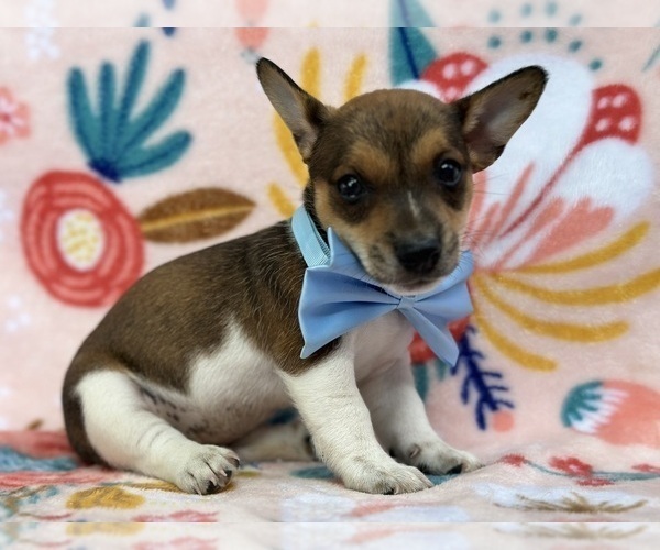 Medium Photo #3 Jack Russell Terrier Puppy For Sale in LANCASTER, PA, USA