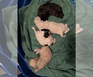 Poodle (Miniature) Litter for sale in ALBANY, NY, USA