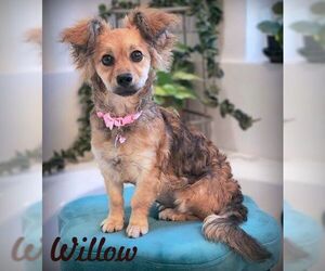 Dameranian Dogs for adoption in Tustin, CA, USA