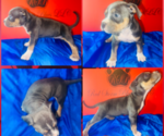 Puppy Puppy 4 American Bully