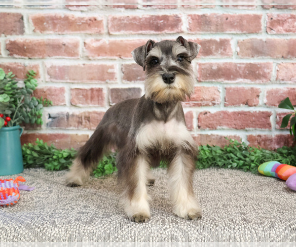 Medium Photo #7 Schnauzer (Miniature) Puppy For Sale in SYRACUSE, IN, USA