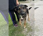 Small #8 German Shepherd Dog
