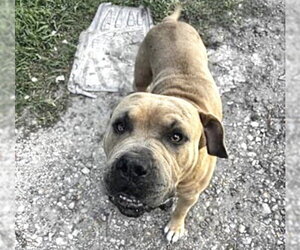 Mutt Dogs for adoption in Houston, TX, USA