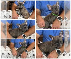 French Bulldog Puppy for sale in RIPLEY, WV, USA