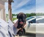 Small #8 Boxer