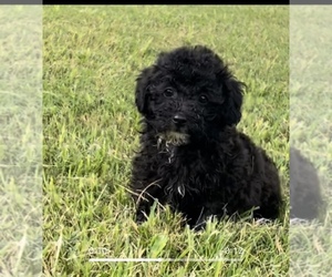 Poodle (Toy) Puppy for sale in BELDEN, MS, USA