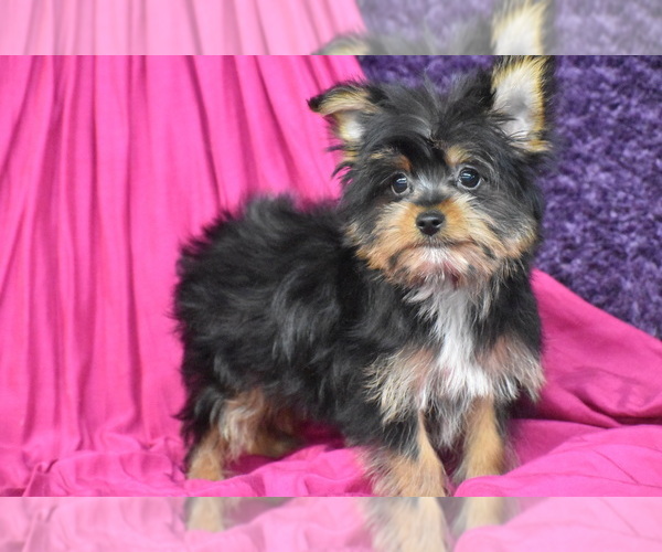 Medium Photo #3 Yorkshire Terrier Puppy For Sale in ELDORADO, OH, USA