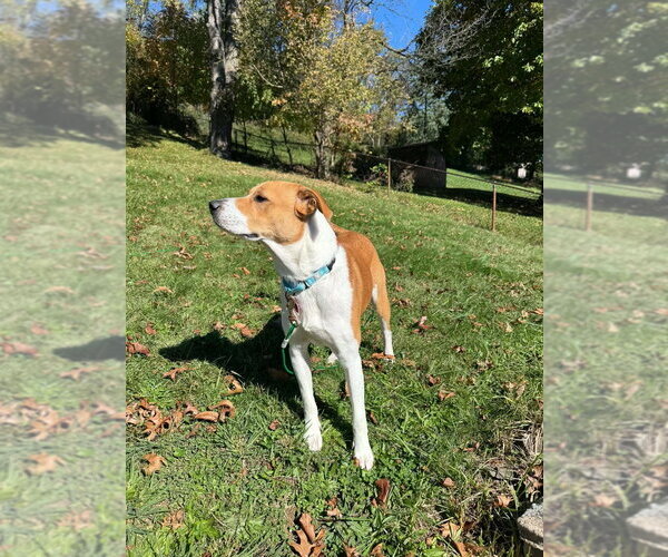 Medium Photo #3 Mutt Puppy For Sale in Springdale, PA, USA