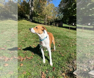 Zipper - Male Mutt Dog for Adoption - Photo #3