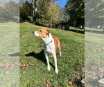 Small Photo #3 Mutt Puppy For Sale in Springdale, PA, USA
