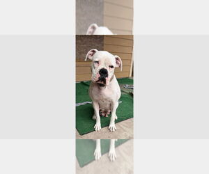 Boxer Dogs for adoption in Austin, TX, USA