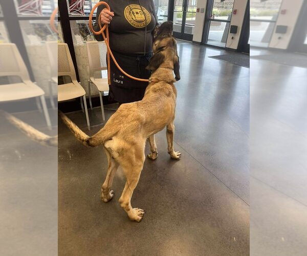 Medium Photo #3 Mastiff Puppy For Sale in New York, NY, USA