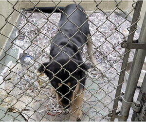 Siberian Husky-Unknown Mix Dogs for adoption in Anchorage, AK, USA