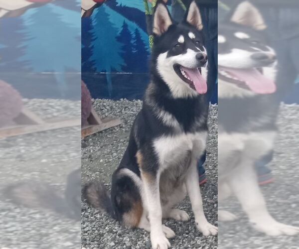 Medium Photo #1 Alusky Puppy For Sale in Pacific grove , CA, USA