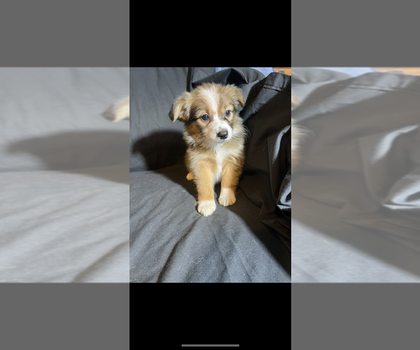 Medium Photo #3 Miniature Australian Shepherd Puppy For Sale in SHERMAN, TX, USA
