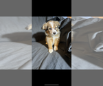 Small Photo #3 Miniature Australian Shepherd Puppy For Sale in SHERMAN, TX, USA