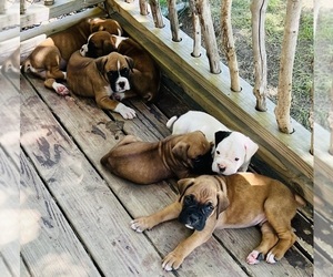 Boxer Puppy for sale in MARSHALL, MN, USA