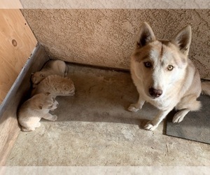 Mother of the Siberian Husky puppies born on 04/21/2020