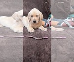Puppy Puppy 1 Labrador Retriever