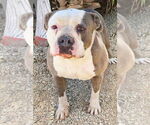Small #7 American Staffordshire Terrier Mix