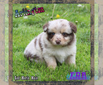 Small Photo #3 Miniature Australian Shepherd Puppy For Sale in FORESTBURG, TX, USA