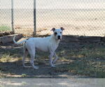 Small #2 American Pit Bull Terrier Mix